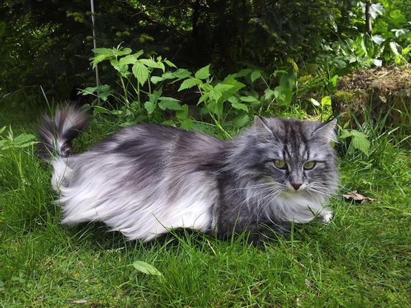 Morgaine