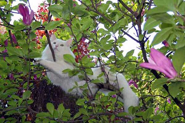norwegische Waldkatzen