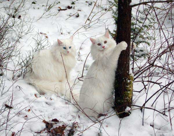 norwegische Waldkatzen