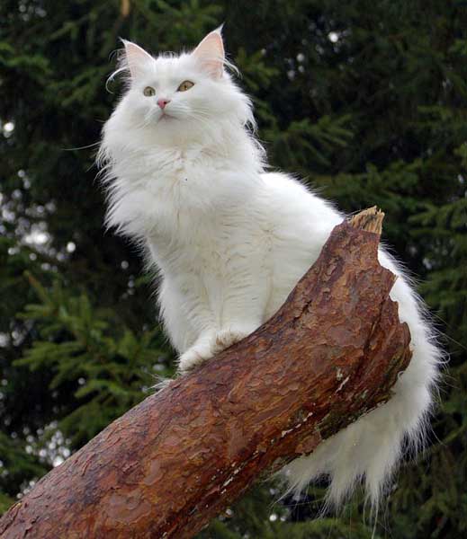 Små Isbjørn's Fealani Feenkind Fianit | norwegische Waldkatzen