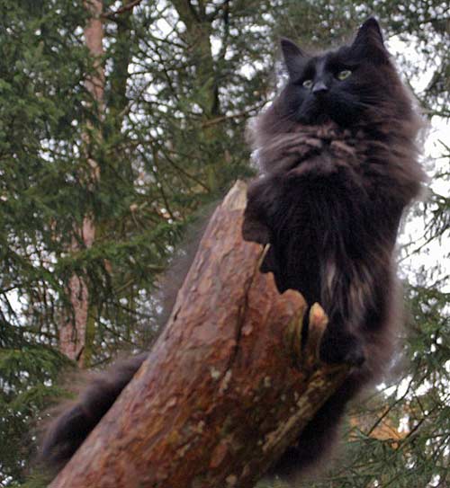 Førstballe's Felizia Fastnacht | norwegische Waldkatzen