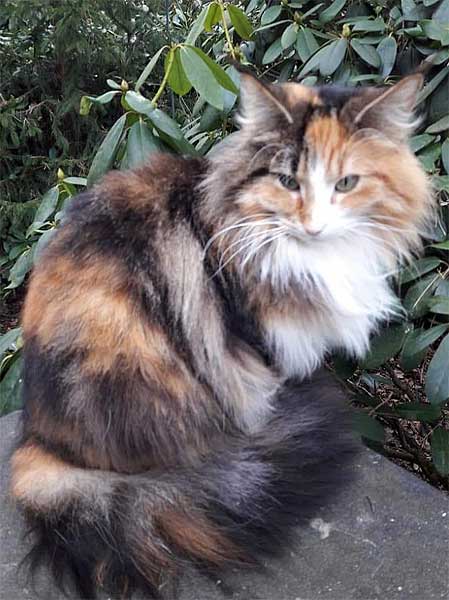 Sma Isbjoern's Queno Queen Qis | norwegische Waldkatzen