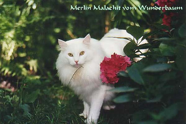 Merlin | norwegische Waldkatzen